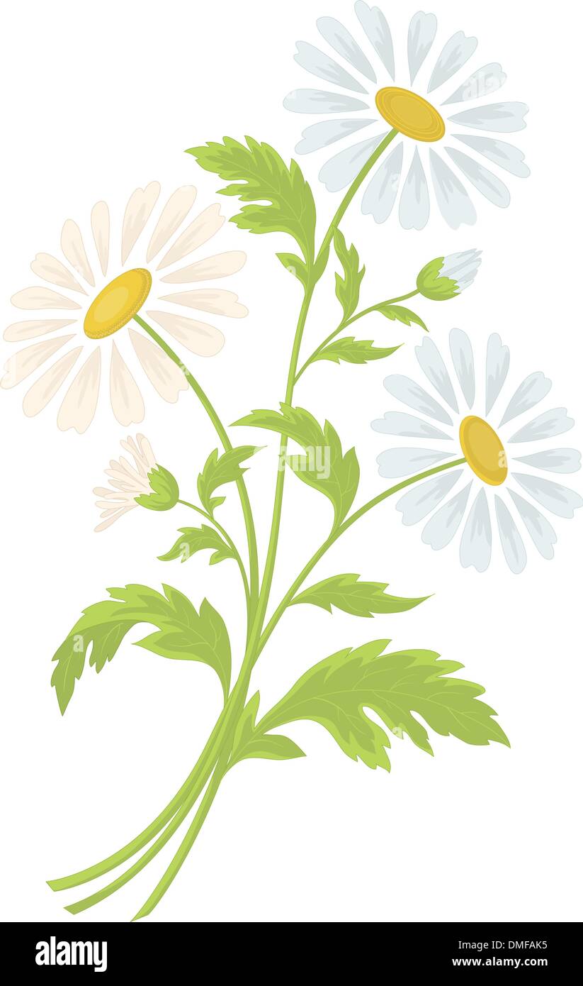 I fiori di camomilla Illustrazione Vettoriale