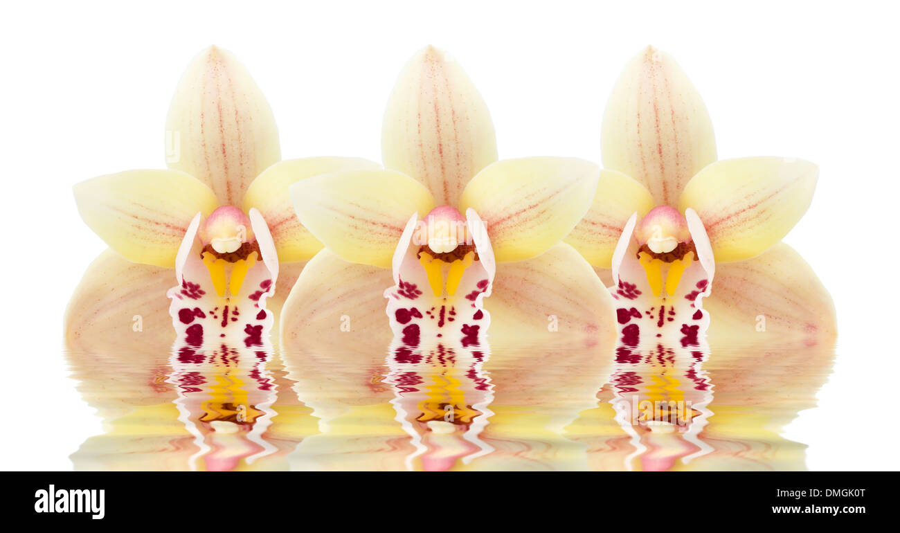 Tre fiori di orchidea riflessa nell'acqua su sfondo bianco Foto Stock