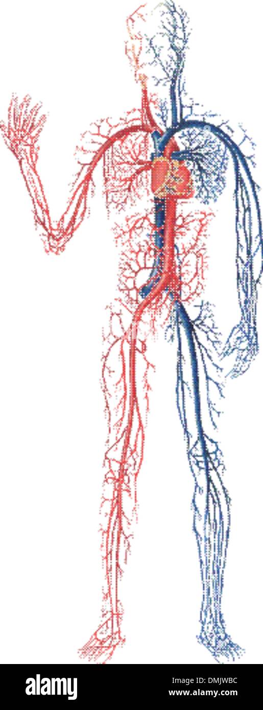 Circolazione del sangue Illustrazione Vettoriale