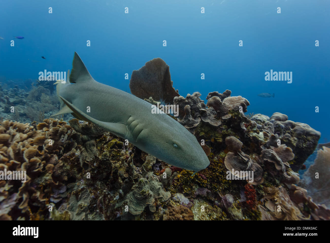 Close-up di grigio squalo nutrice Ginglymostoma cirratum Carcharias taurus nuotare sulla barriera corallina alla ricerca di preda costa del Belize Foto Stock