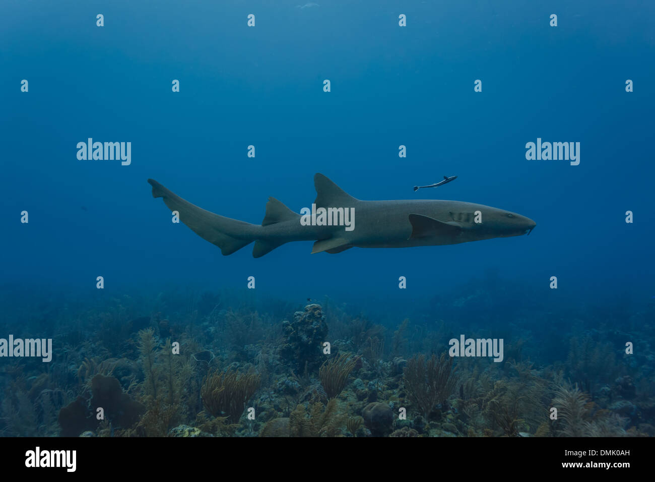 Nutrice di squalo che nuota sulla barriera corallina Foto Stock