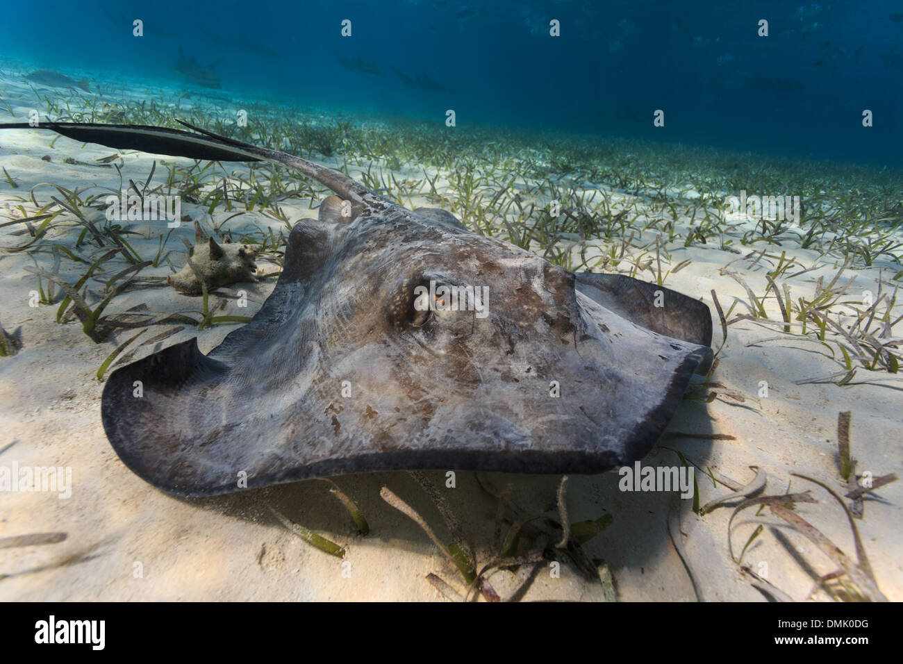 Close-up di occhi e spiracles di grigio capretti southern sting rays rovistando lungo il letto del mare in isole di barriera del Belize Foto Stock