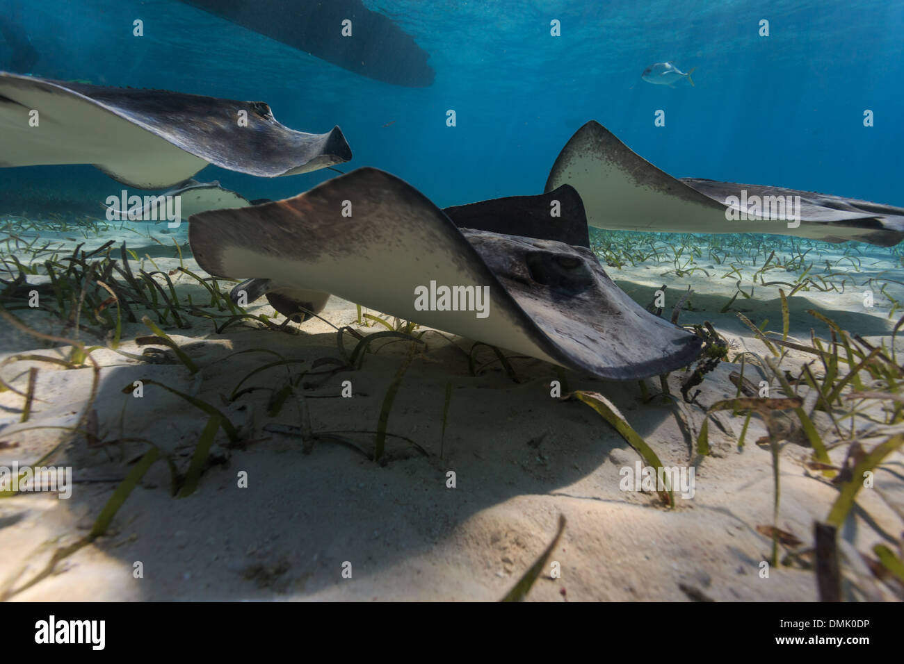 Gruppo di grigio meridionale giovanile sting rays foraggio per alimenti utilizzando una forma d'onda come il movimento delle loro pinne pettorali Foto Stock