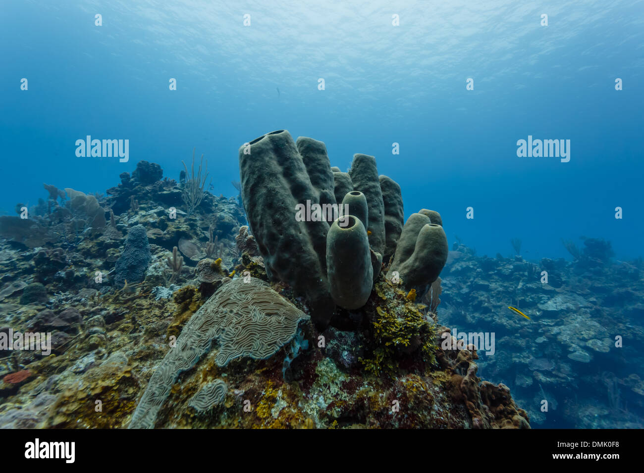 Close-up di marrone tubo in cluster di spugne in crescita sulla barriera corallina del Belize Foto Stock
