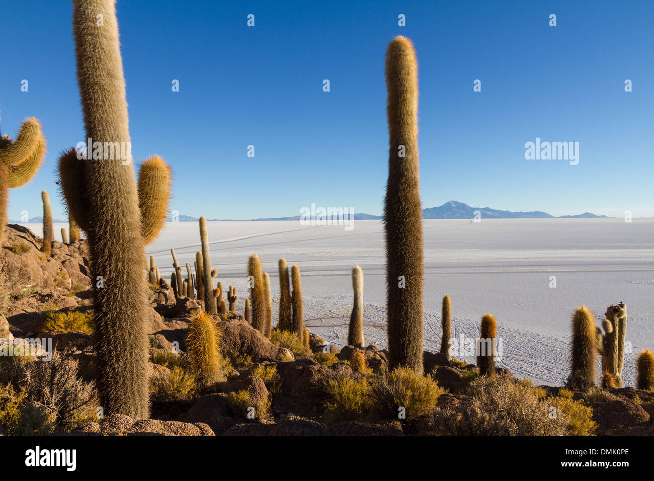 Incahuasi isola nel mezzo del Salar de Uyuni, Bolivia Foto Stock