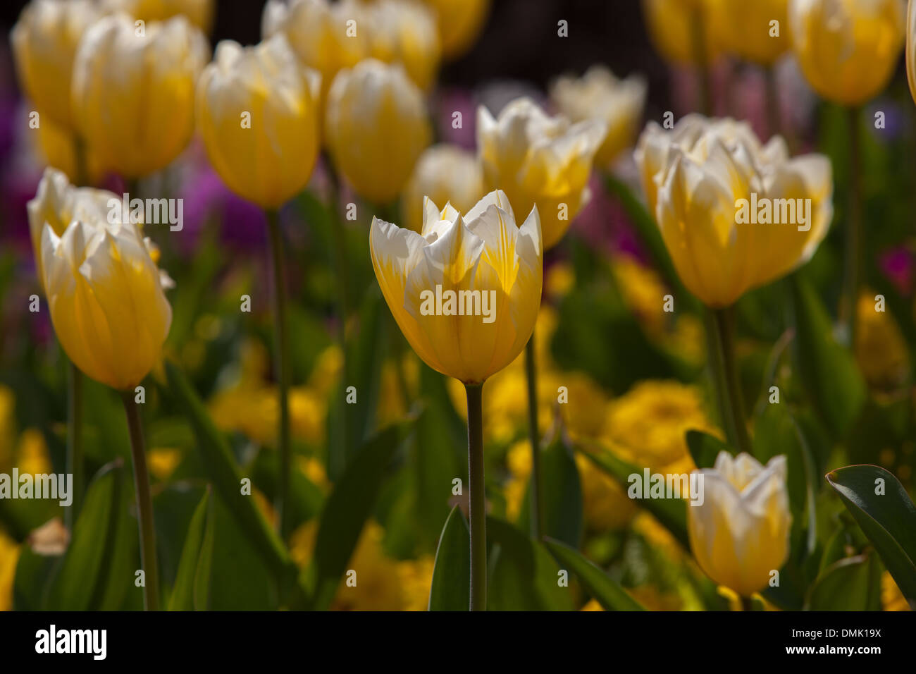Chiusura del tulipano giallo teste in sun. Foto Stock