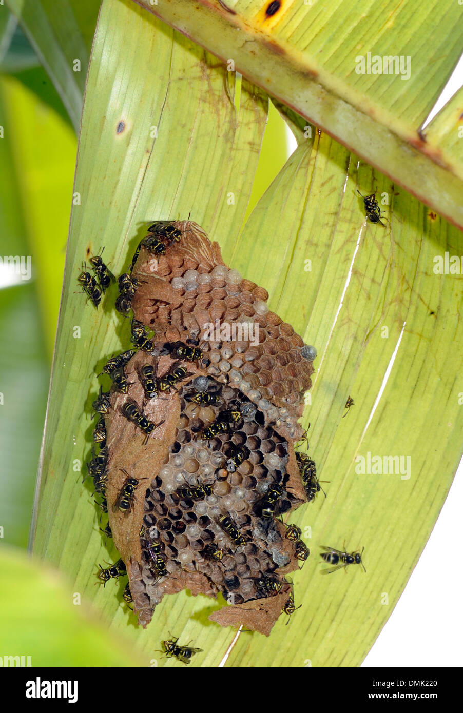 Un Nido di piccole vespe sociale sotto una foglia di banano. Braulio Carillo, Horquetas, Sarapiqui, Costa Rica. Foto Stock