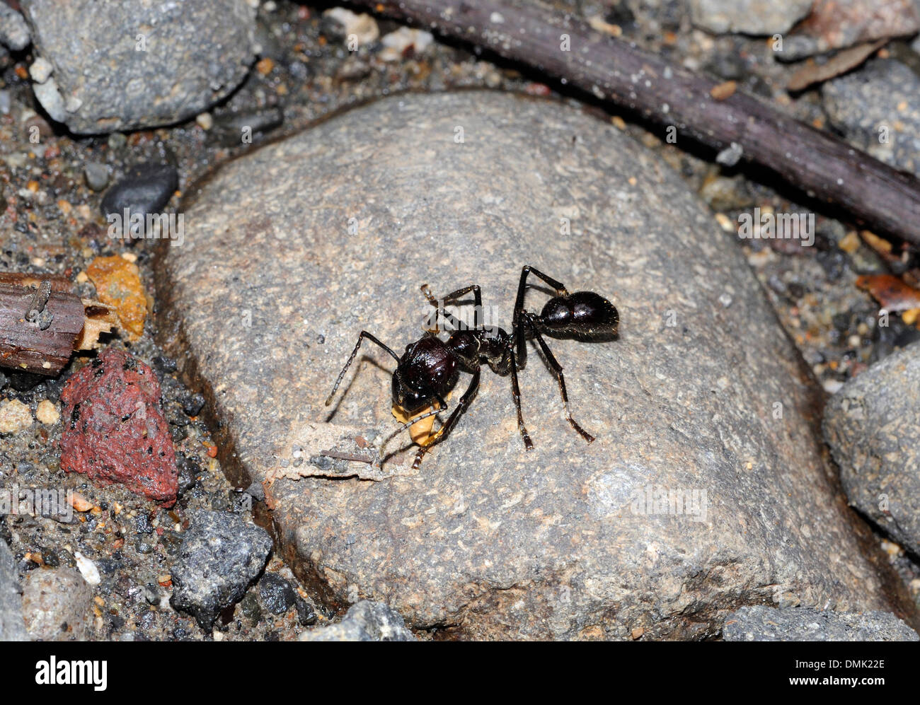 Un grande ant, forse Paraponera clavata, localmente denominata un proiettile ant a causa del dolore causato dal suo morso. Foto Stock
