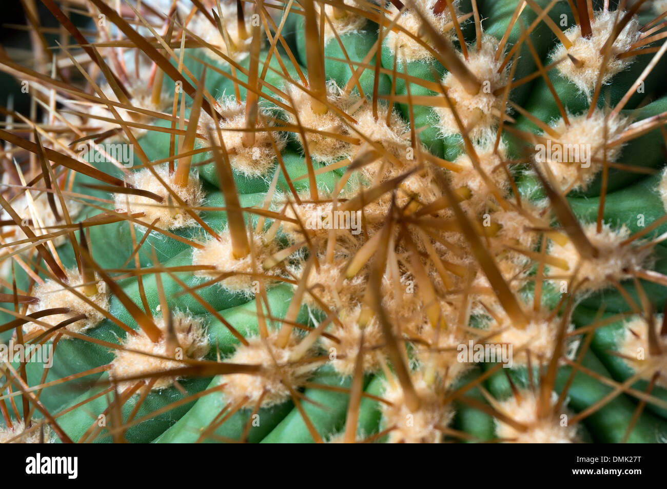 Echinocactus platyacanthus Foto Stock