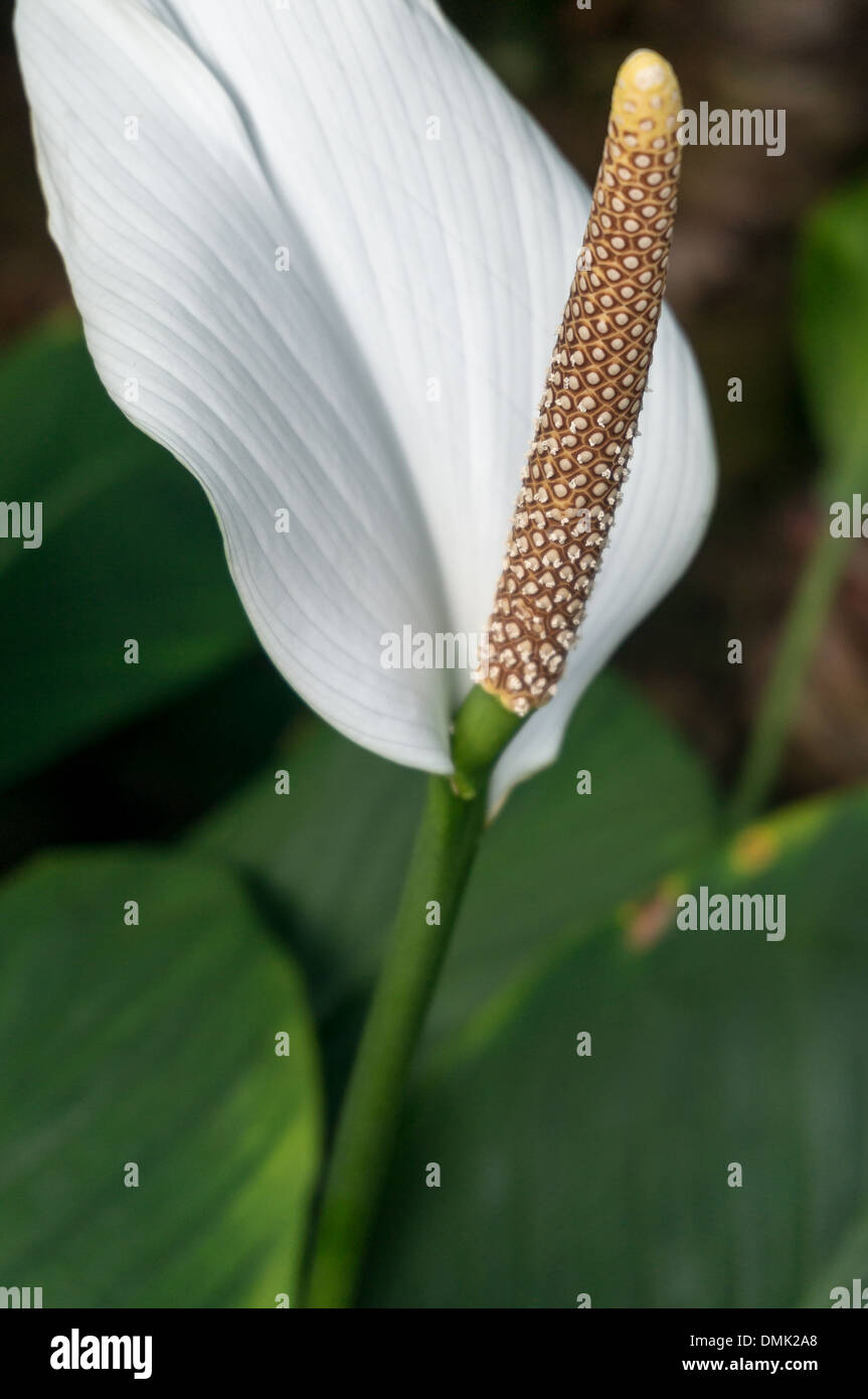 Spathiphyllum Foto Stock