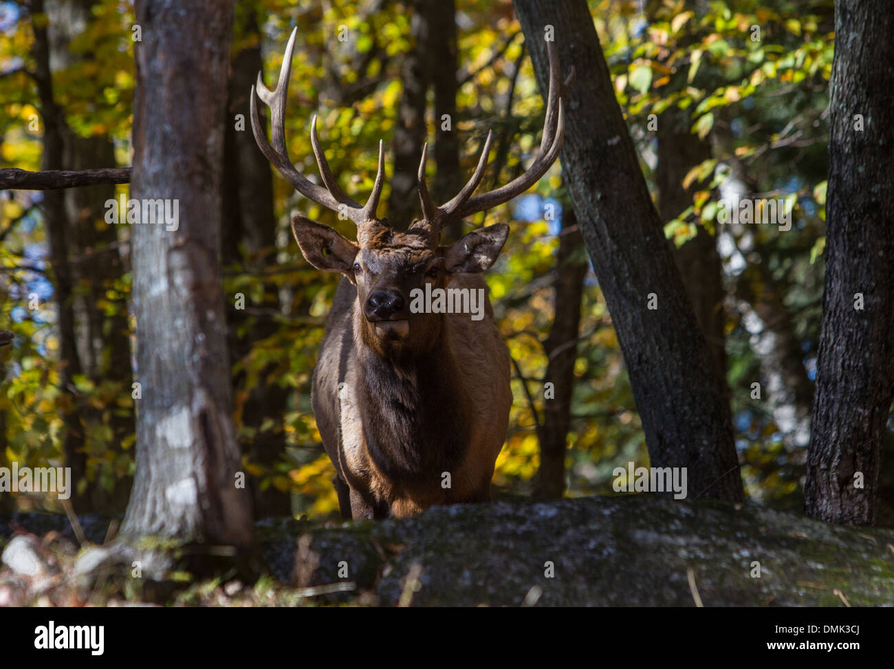 WHITE-Tailed Deer IN OMEGA Park, il Parco degli Animali di MONTEBELLO, estate indiana, i colori autunnali, Quebec, Canada Foto Stock