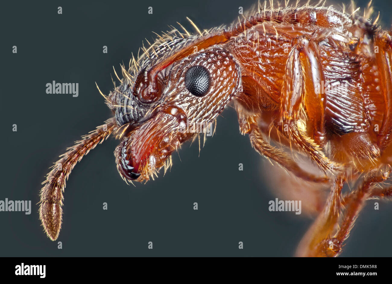 Nero Garden ant, Lasius niger, alta macro ritratto che mostra parti di bocca e antenne Foto Stock