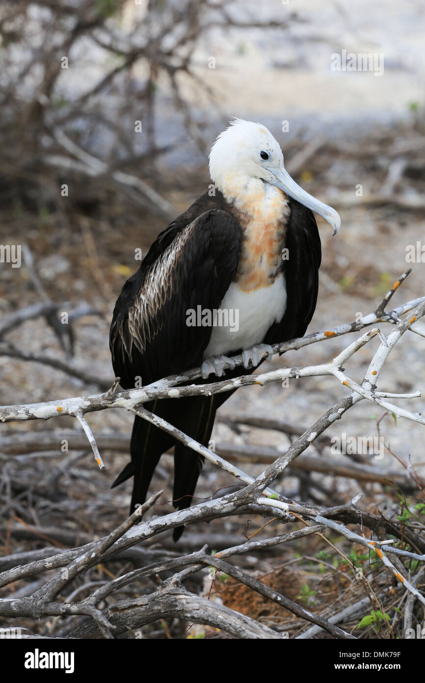 I capretti Frigate Bird seduto su un ramo sull isola Genovesa, Isole Galapagos, Ecuador. Foto Stock