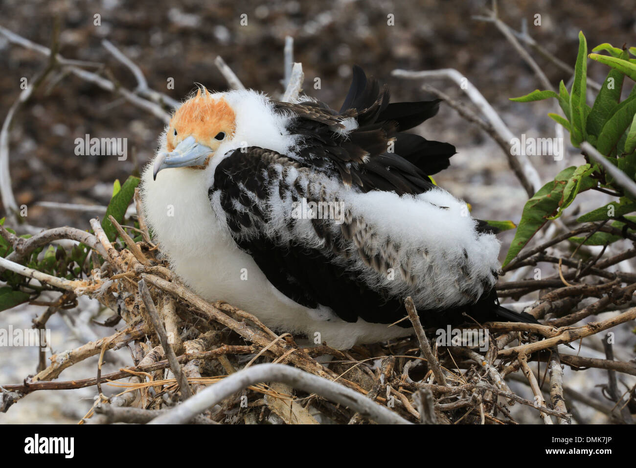 Un vecchio Frigate chick seduto in un nido sull isola Genovesa, Isole Galapagos, Ecuador. Foto Stock