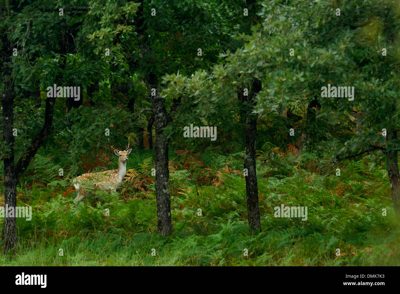 Daini di felci in Charente-Maritime, Francia Foto Stock