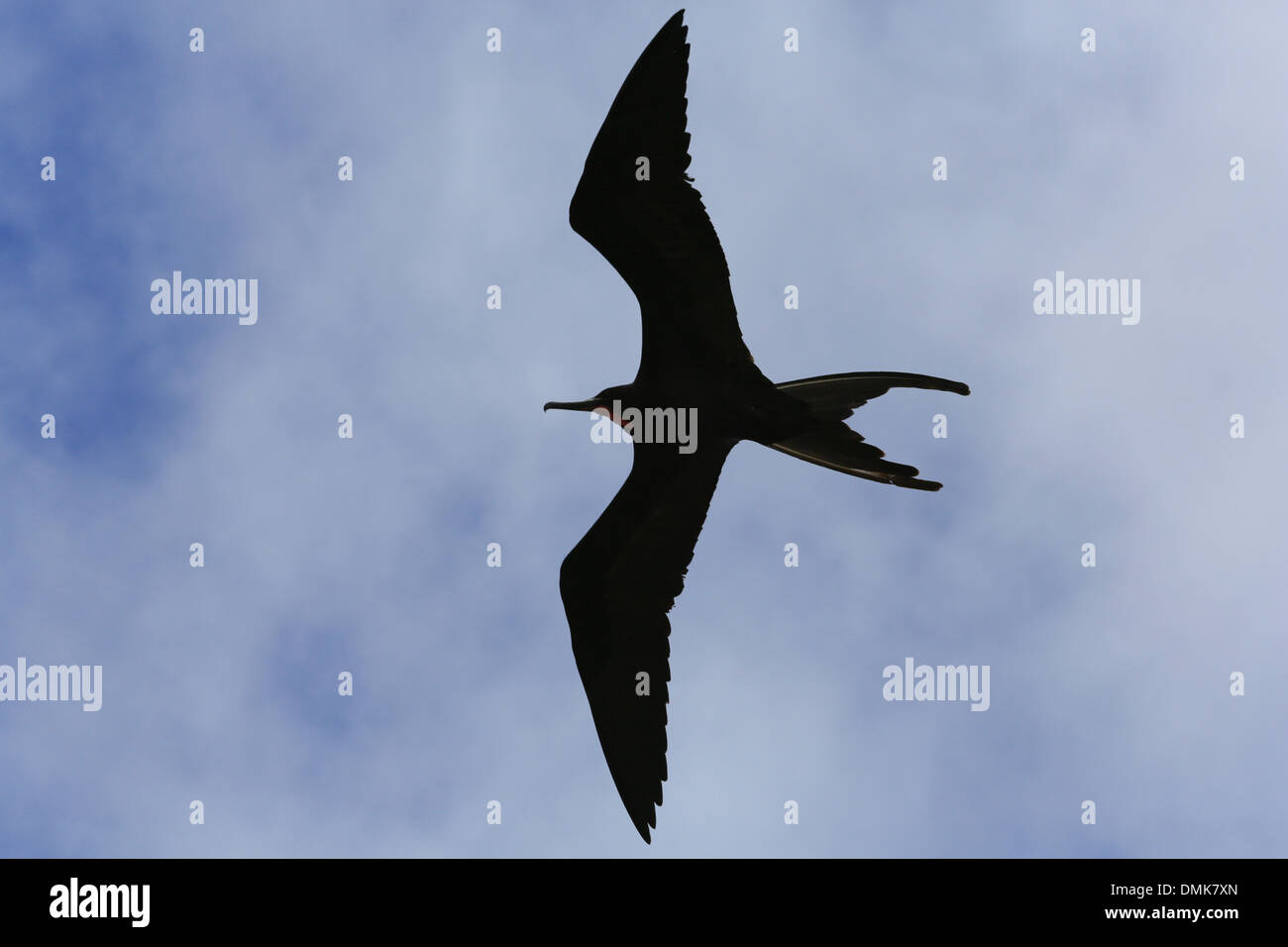 Frigate Bird in volo (sagoma scura) contro il cielo blu sull isola Genovesa, Isole Galapagos, Ecuador. Foto Stock