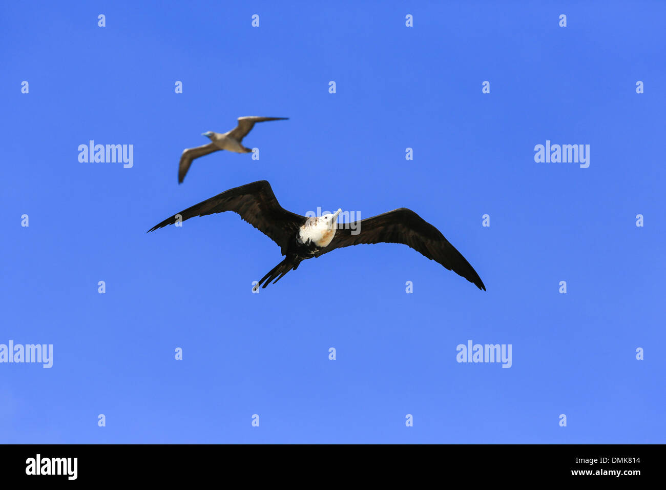 Frigate Bird in volo su Isola Genovesa, Isole Galapagos, Ecuador, con un rosso-footed Booby sopra di esso (booby non a fuoco). Foto Stock
