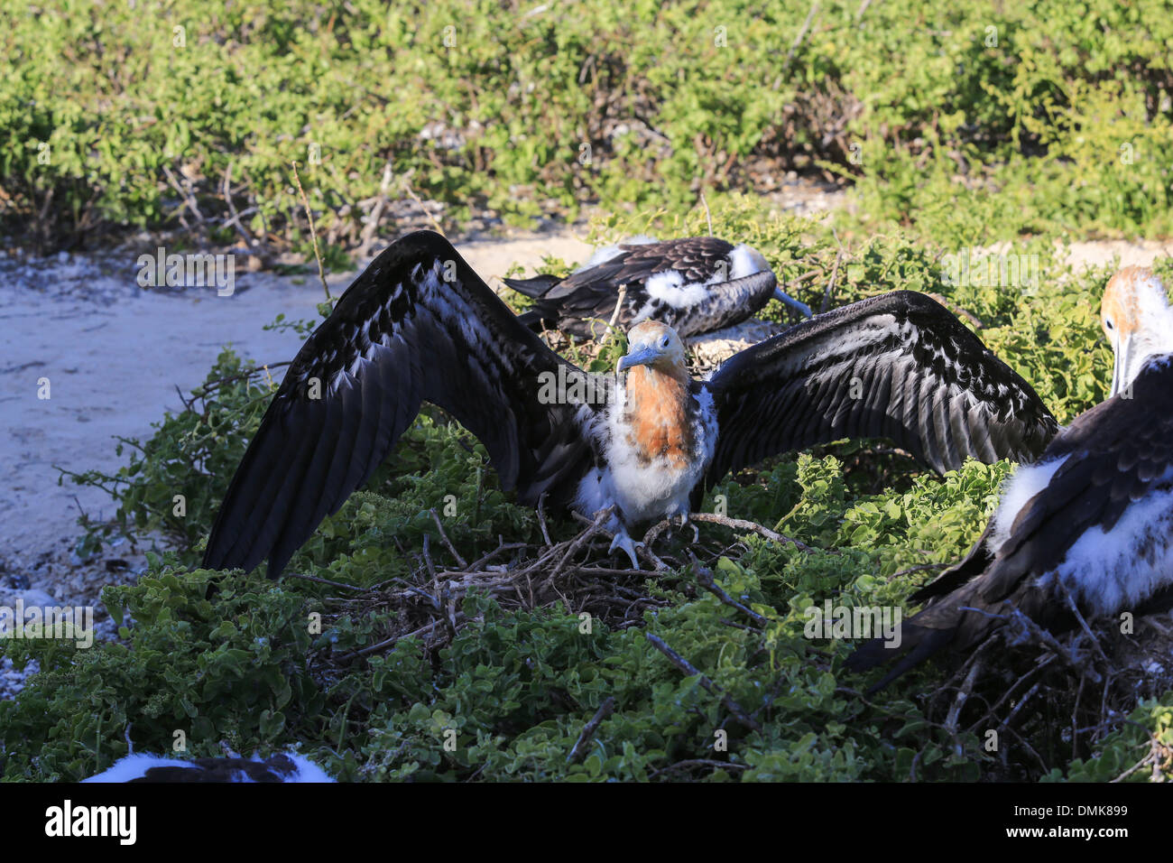 I capretti Frigate Bird sta testando le sue ali sull isola Genovesa, Isole Galapagos, Ecuador. Foto Stock