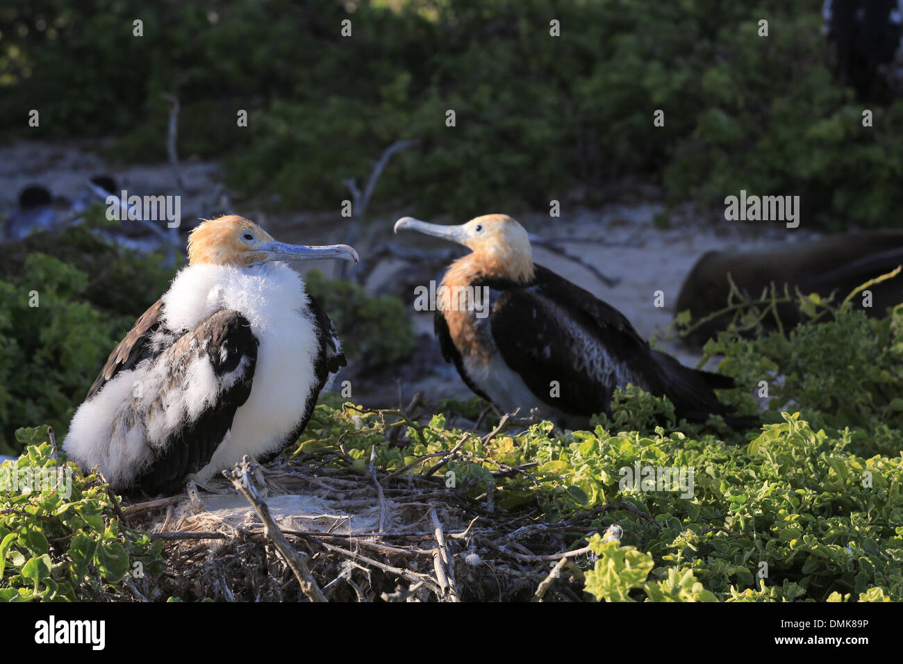 Due capretti fregate seduto sulla spiaggia arbusteto sull isola Genovesa, Isole Galapagos, Ecuador (soft focus su lontano uccello). Foto Stock