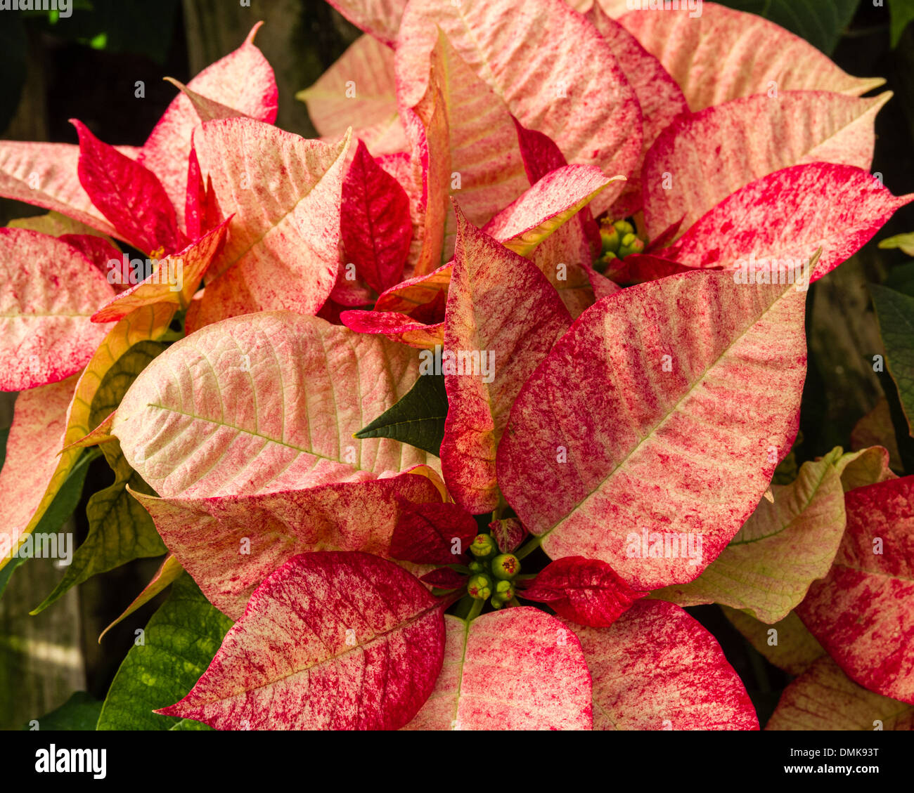 Poinsettia piante in fiore utilizzato come tradizionali decorazioni di Natale Foto Stock