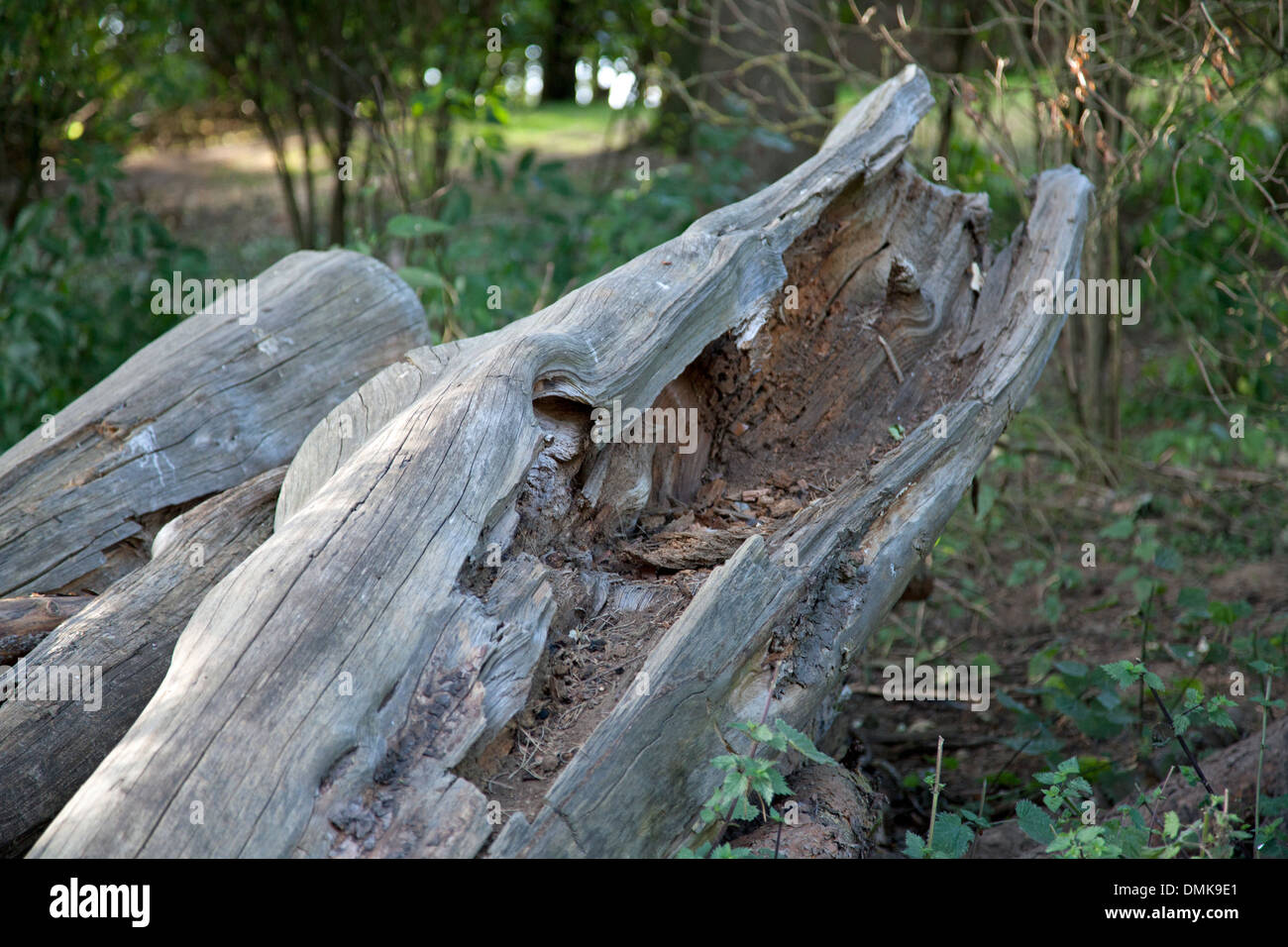 I registri di decadimento giacente nel bosco Foto Stock