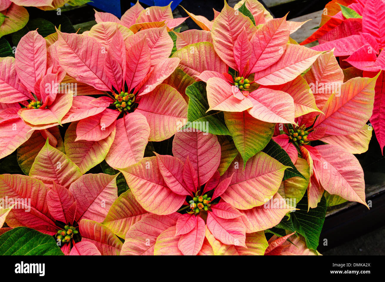 Poinsettia piante in fiore utilizzato come tradizionali decorazioni di Natale Foto Stock