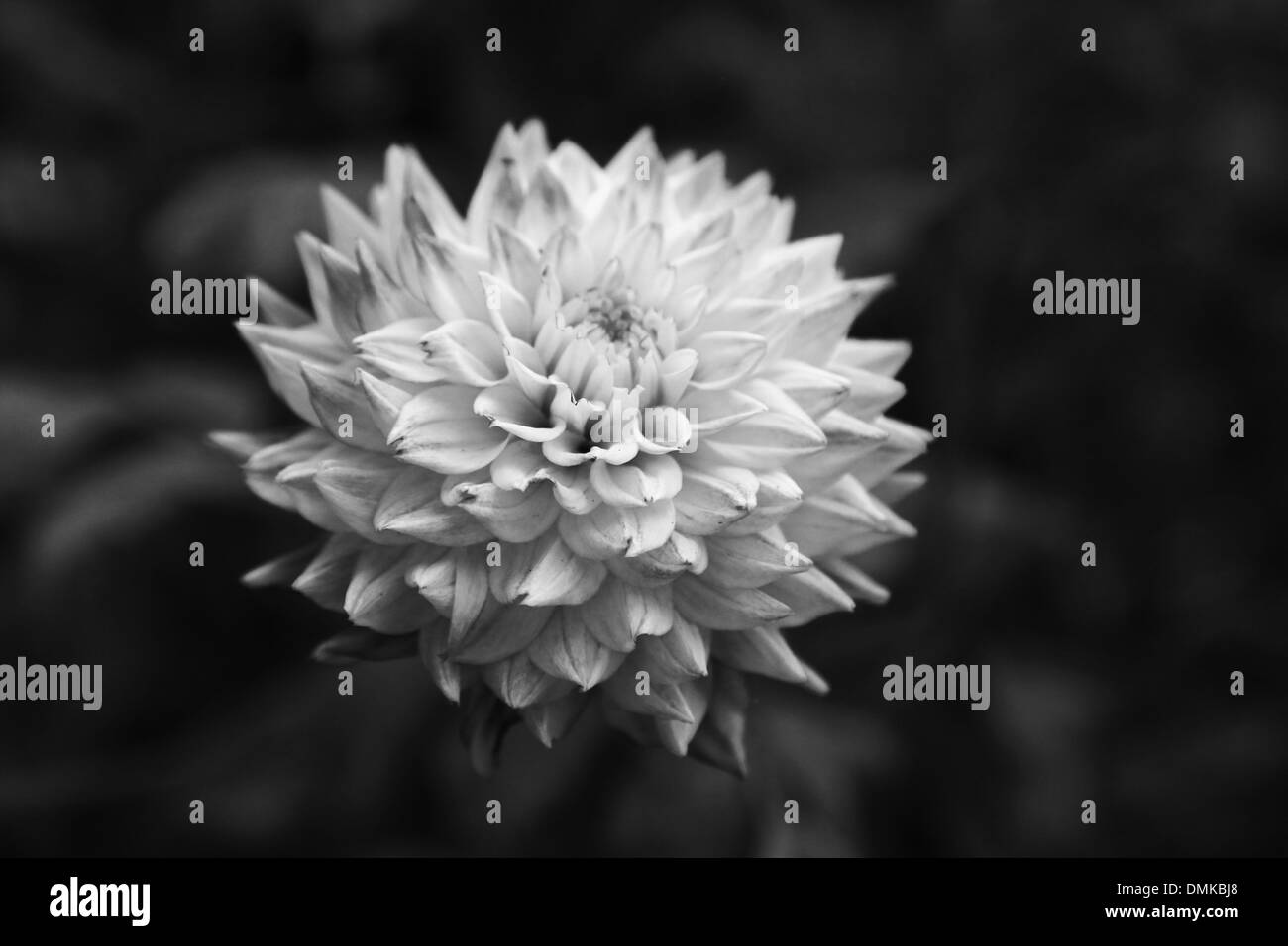 fiore bianco Foto Stock