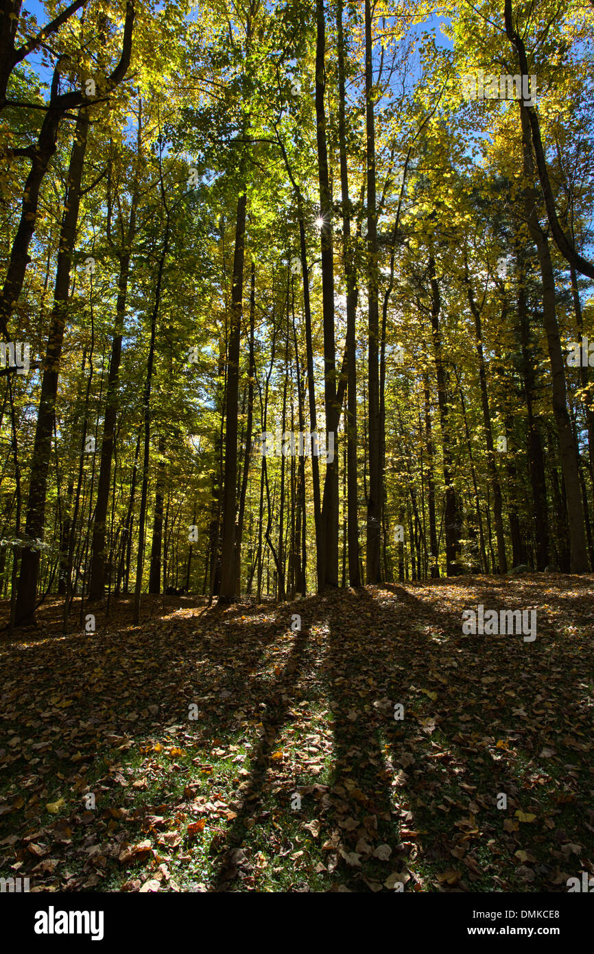 Caduta di alberi in boschi a Letchworth parco dello Stato nello Stato di New York Foto Stock
