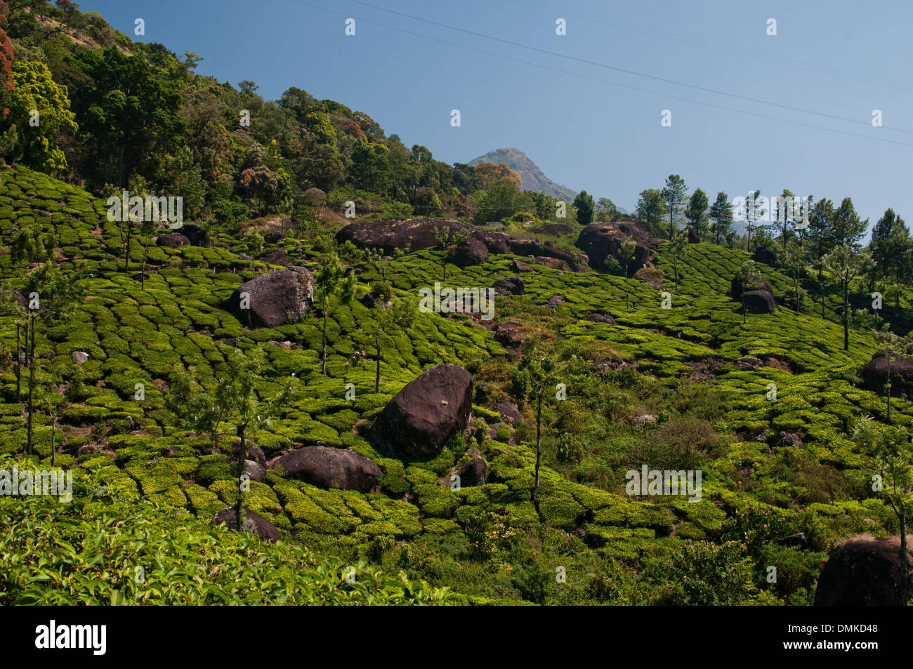 Le piantagioni di tè di Munnar Kerala, India. Foto Stock