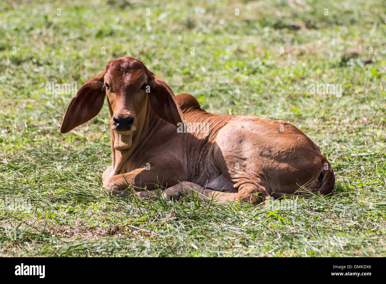 Mucca su un prato Foto Stock