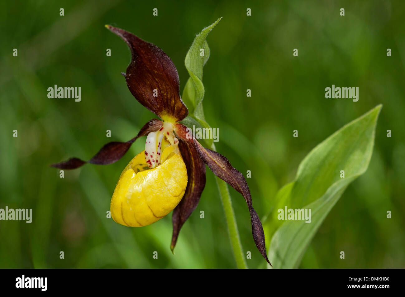 Varietà di orchidee viola (Cypripedium calceolus), orchidee (famiglia Orchidaceae), regione di Goldau, Svizzera Foto Stock