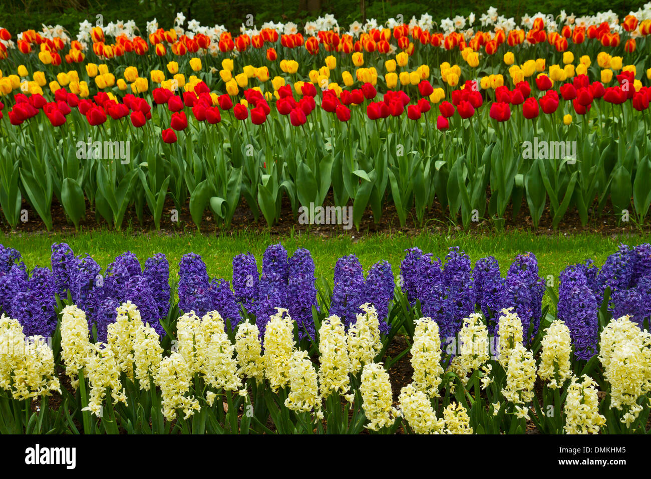 Strisce di tulipani Olandesi e giacinto Foto Stock