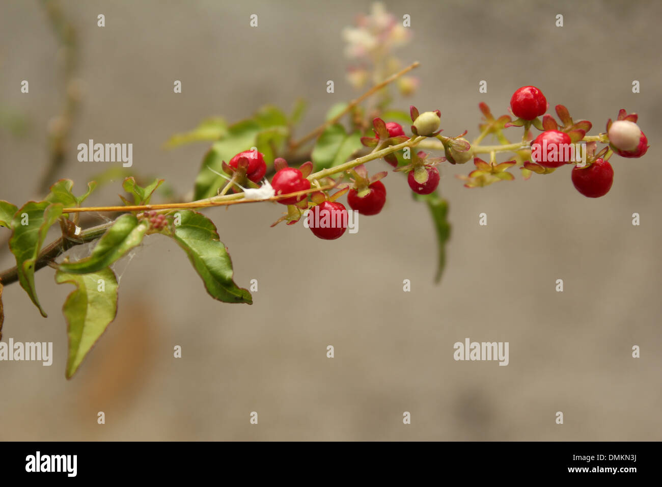 bacche rosse Foto Stock