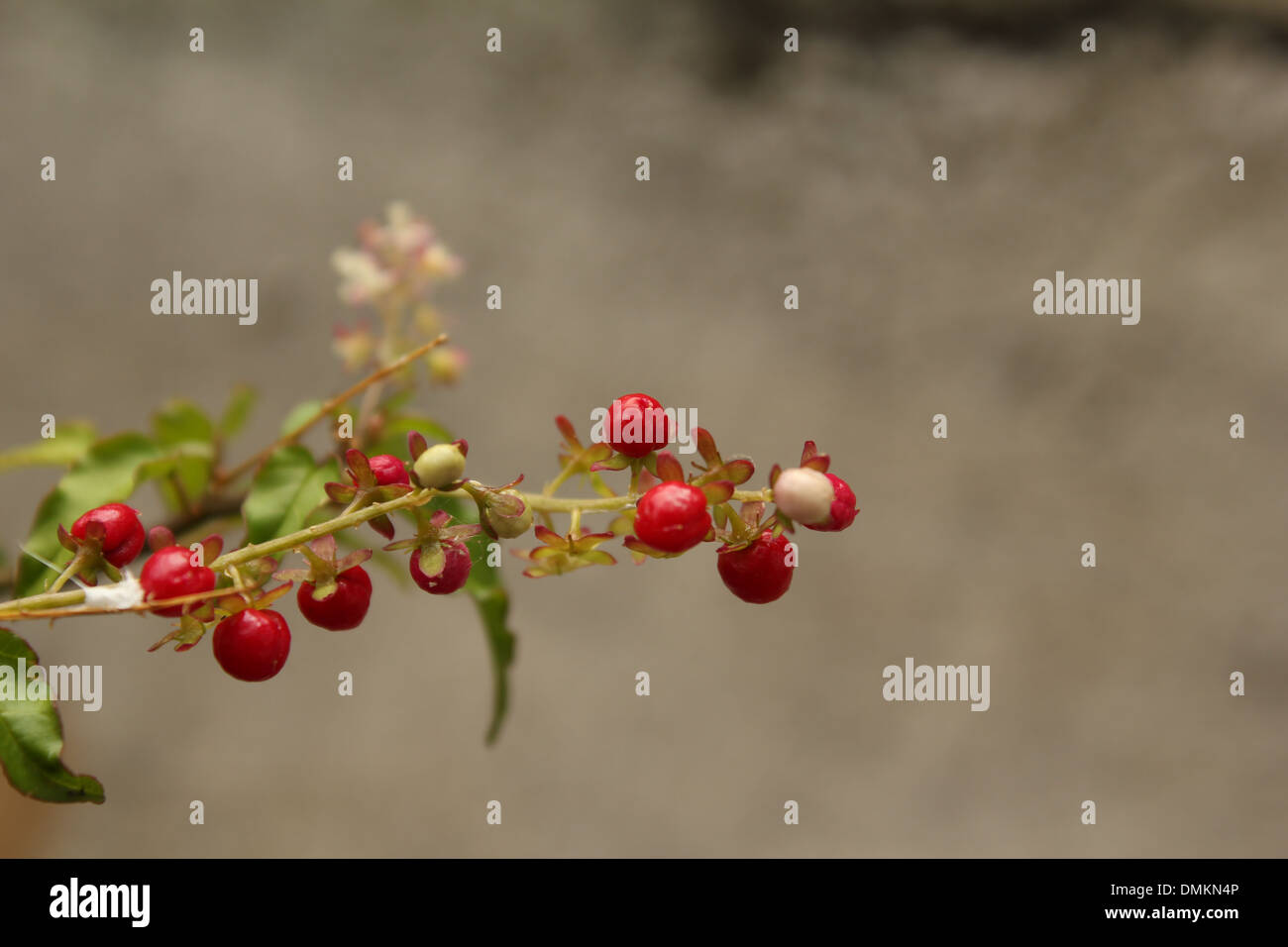 bacche rosse Foto Stock