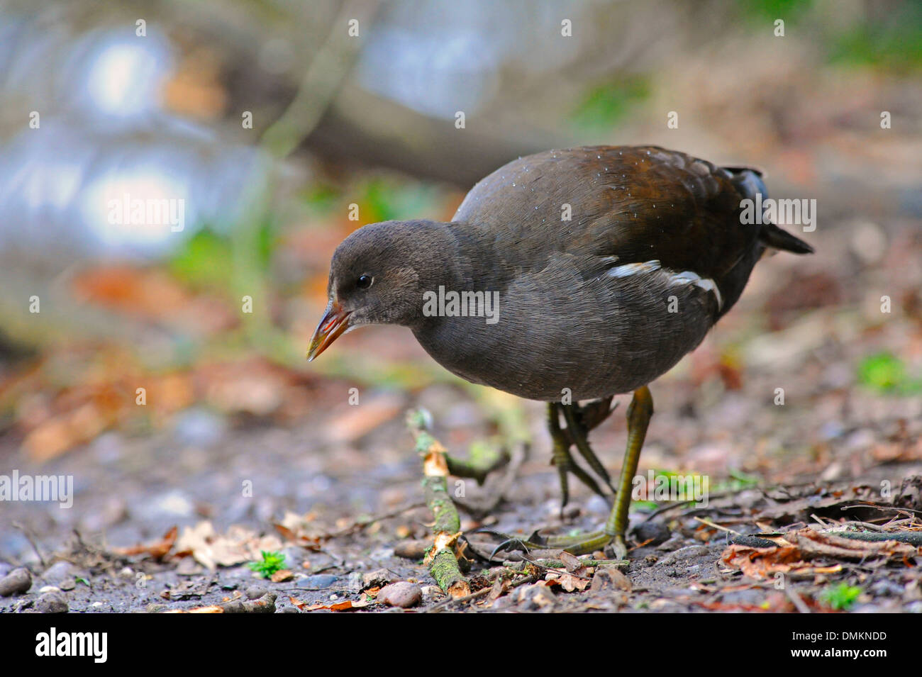Moorhen femmina in cerca di cibo. Foto Stock