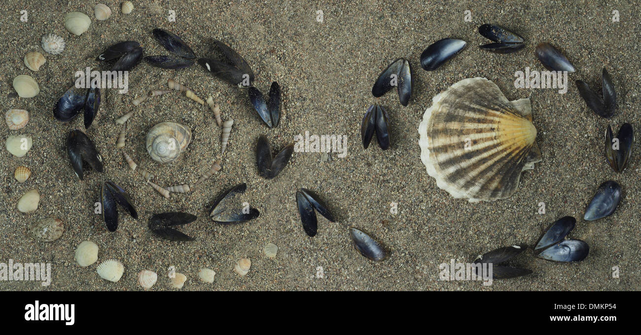 Frutti di mare conchiglie composizione sulla sabbia Foto Stock