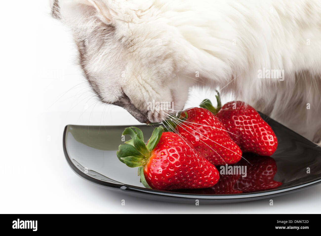 Bianco attentamente il gatto mangia fresco fragola rossa dalla piastra nera Foto Stock