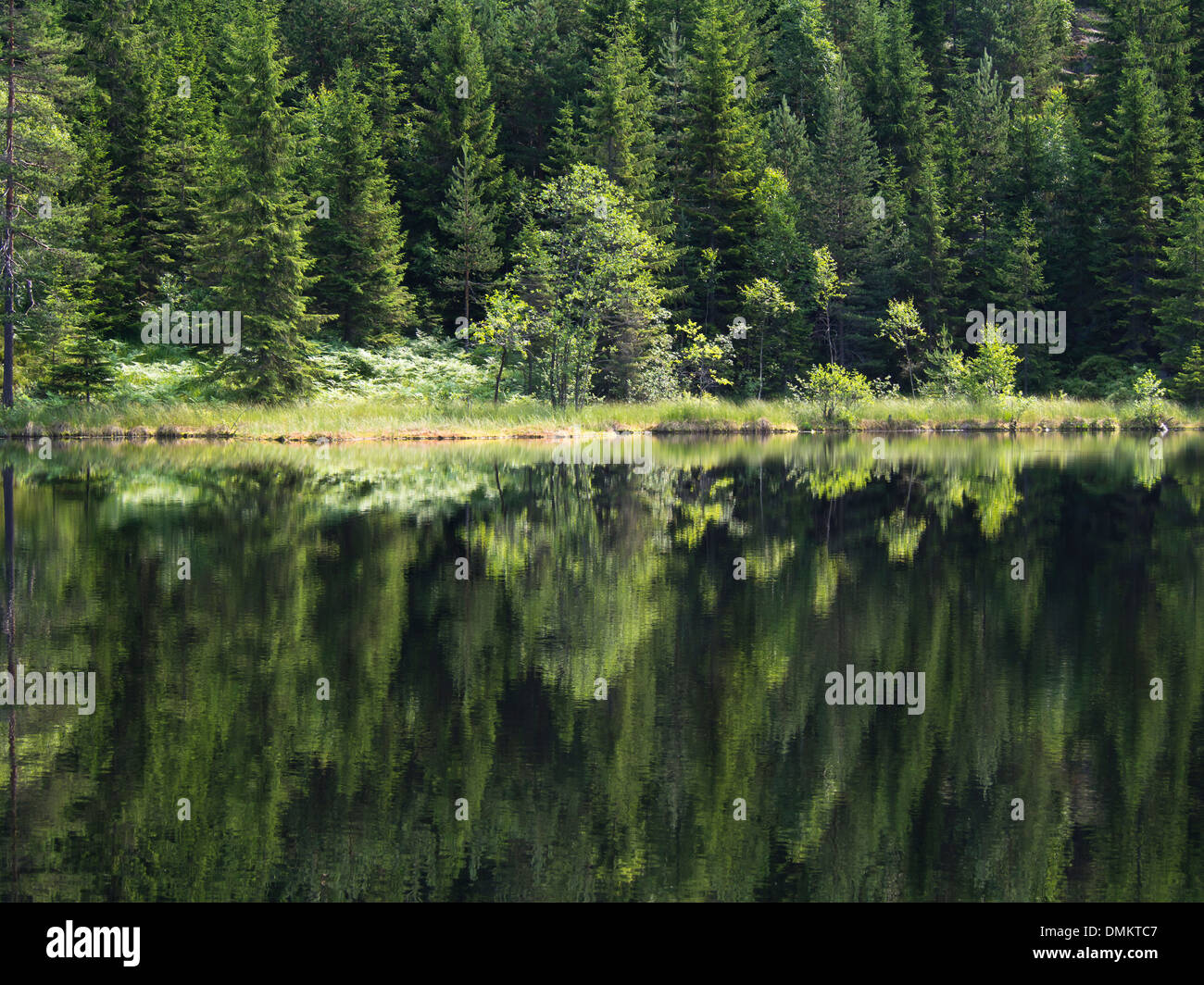 In estate i Norvegesi della Foresta, invitante green, acqua, alberi, riflessioni, Nordmarka Oslo Norvegia Foto Stock