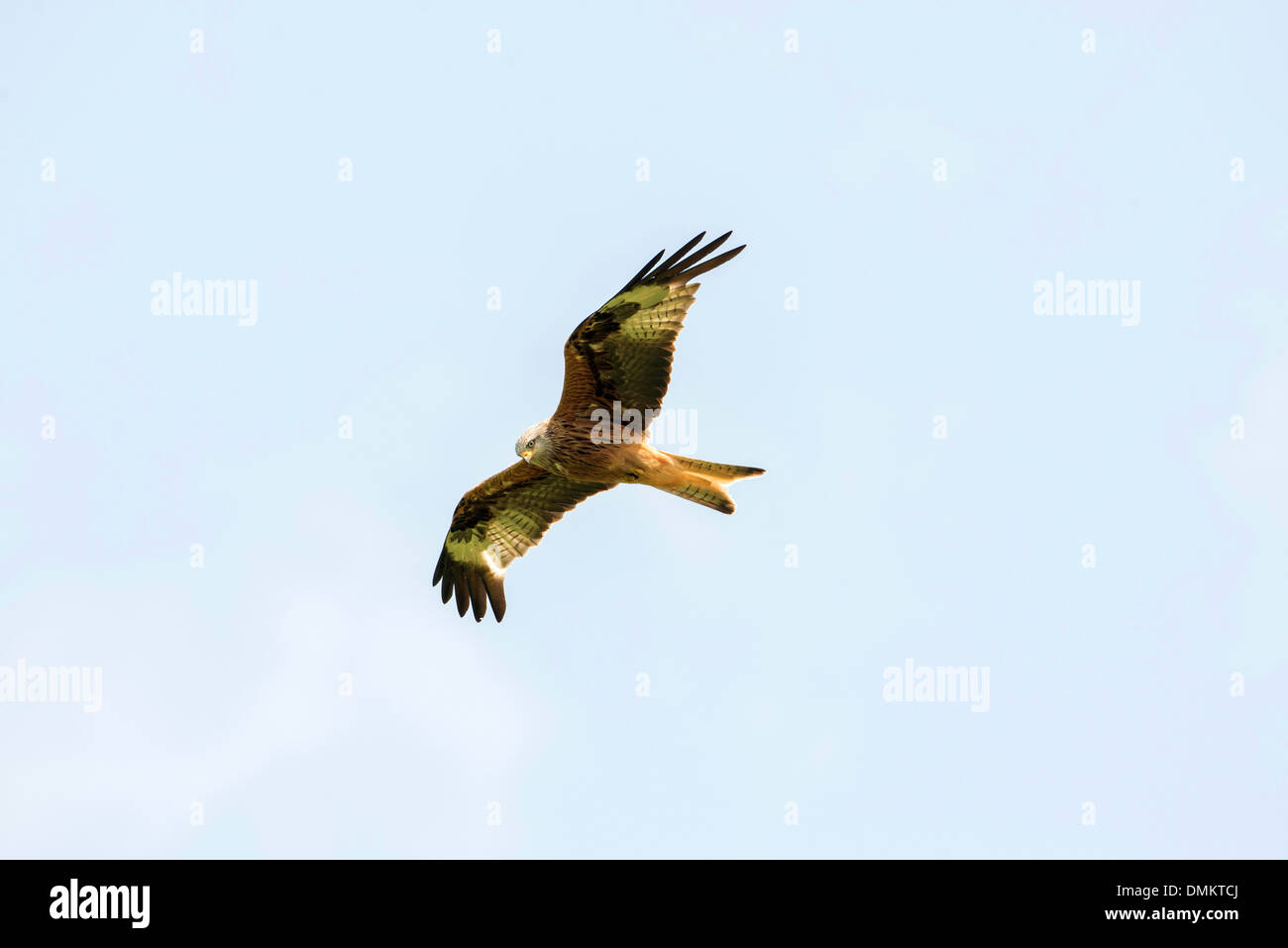 Nibbio reale (Milvus milvus) in volo su Gigrin Farm stazione di alimentazione Foto Stock