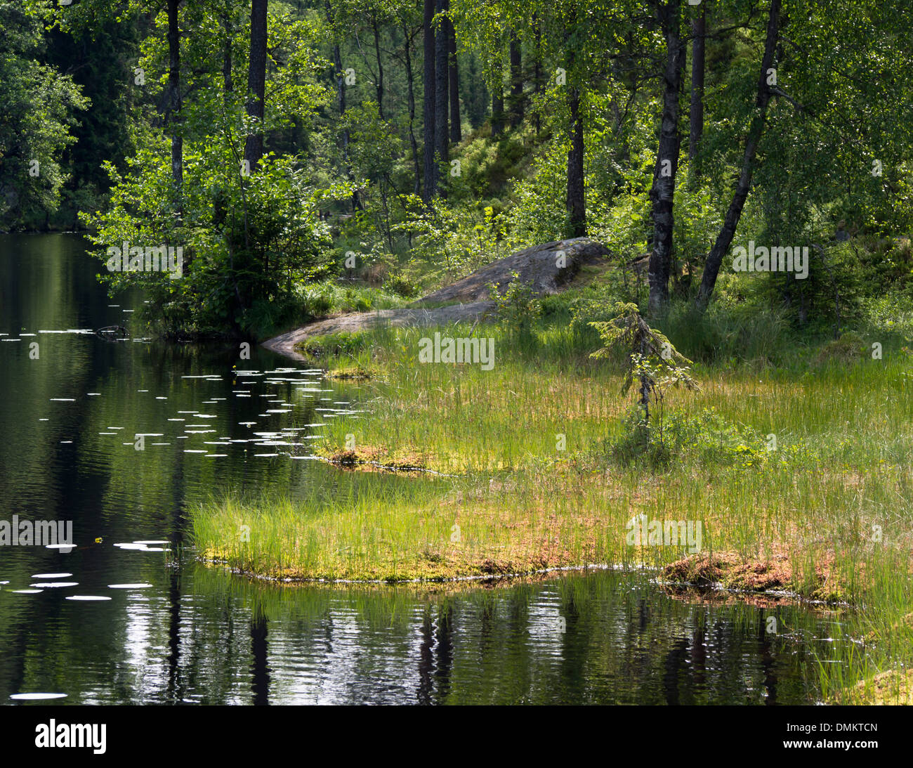 Idilliaco in estate i Norvegesi della Foresta, invitante green, acqua, alberi, riflessioni, Nordmarka Oslo Norvegia Foto Stock