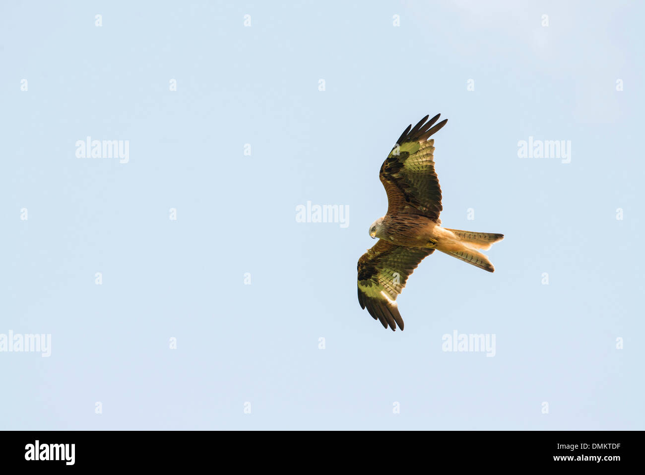 Nibbio reale (Milvus milvus) in volo su Gigrin Farm stazione di alimentazione Foto Stock