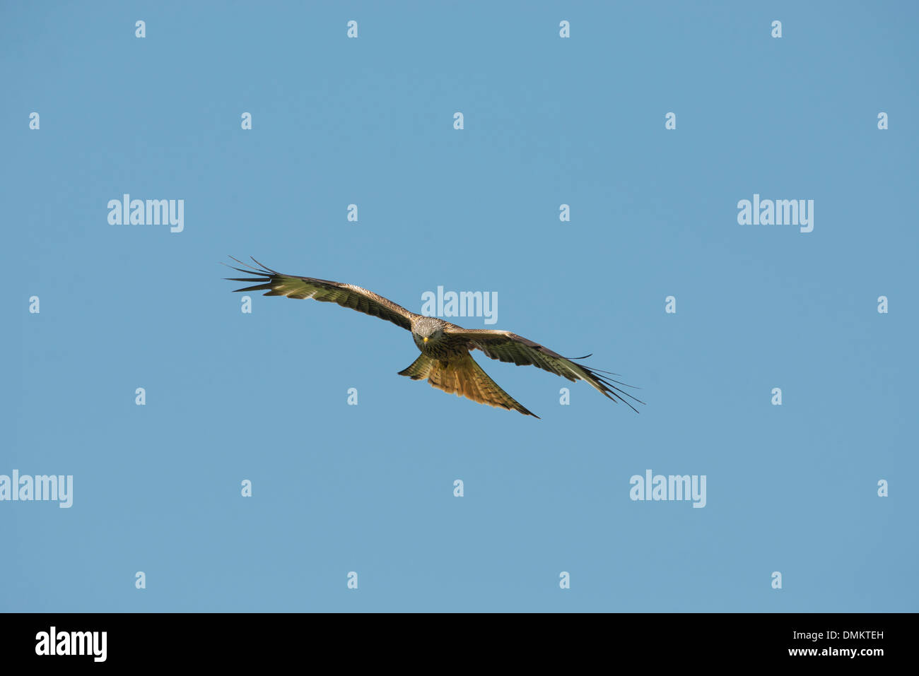 Nibbio reale (Milvus milvus) in volo su Gigrin Farm stazione di alimentazione Foto Stock