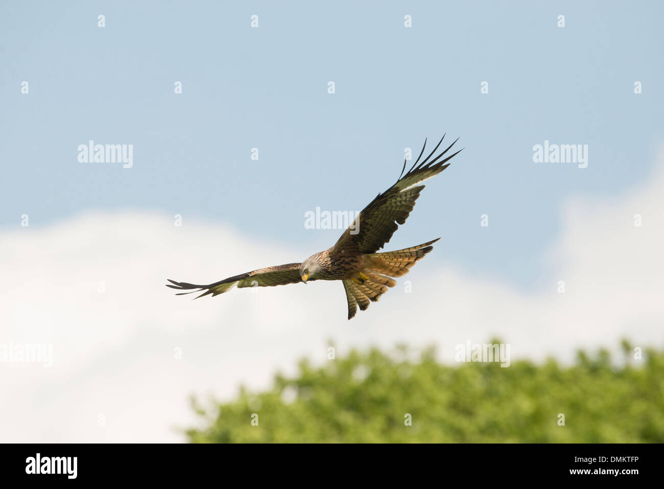 Nibbio reale (Milvus milvus) in volo su Gigrin Farm stazione di alimentazione Foto Stock
