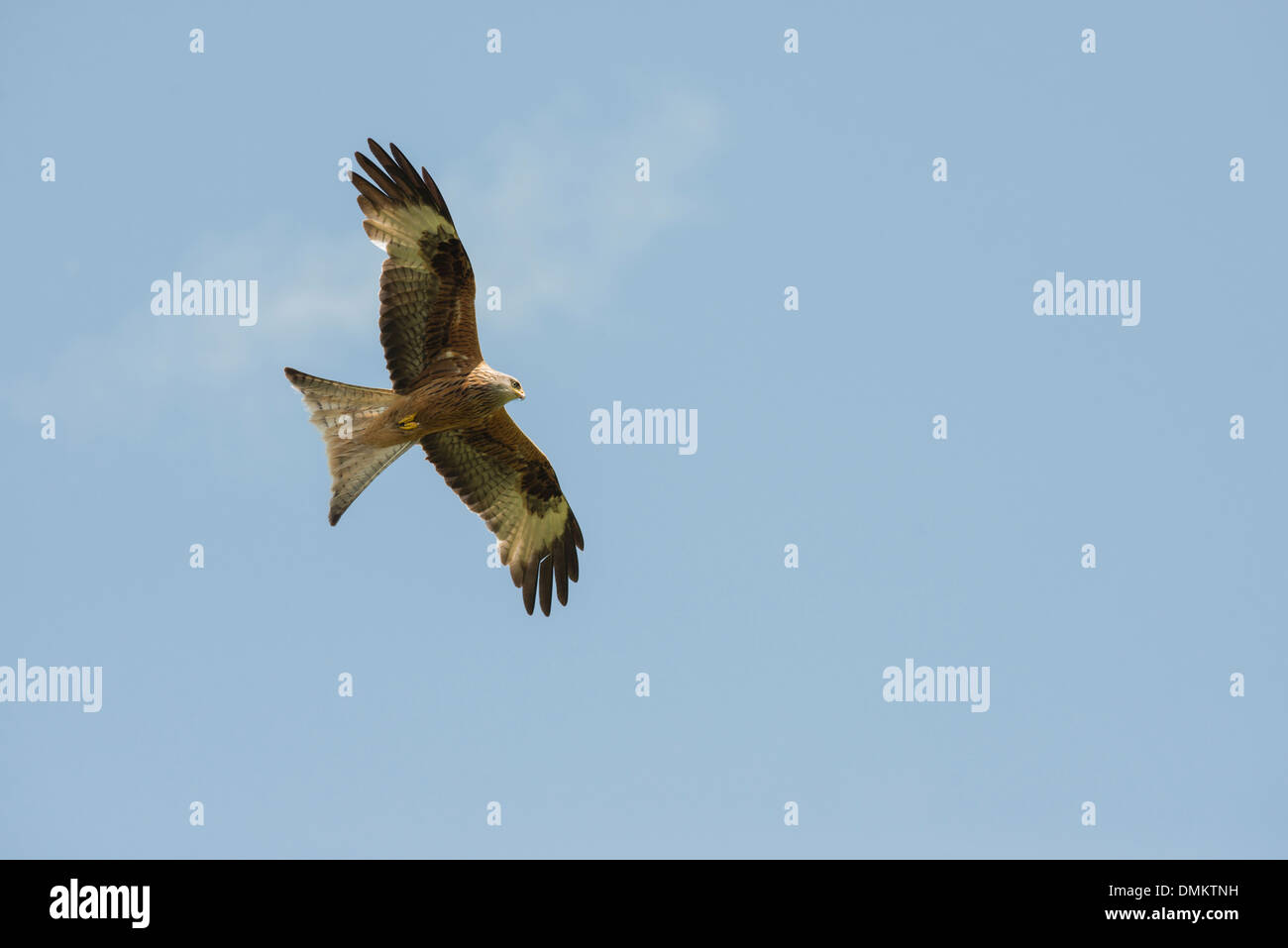 Nibbio reale (Milvus milvus) in volo su Gigrin Farm stazione di alimentazione Foto Stock