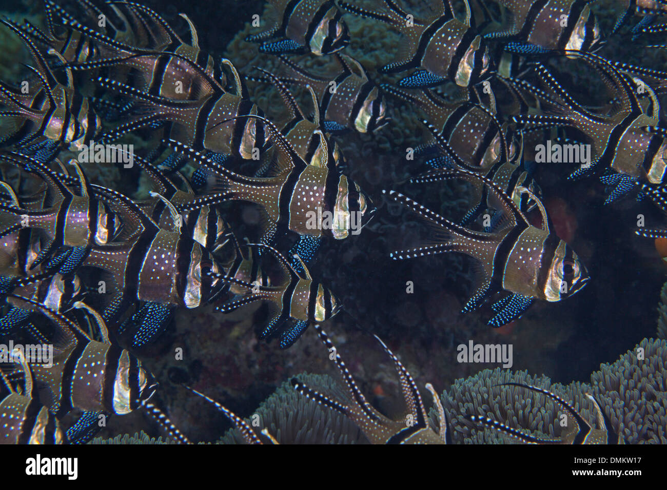 Scuola di Banggai cardinalfish (Pterapogon kauderni) allineati in formazione con soft coral background. Lembeh strait, Indonesia. Foto Stock