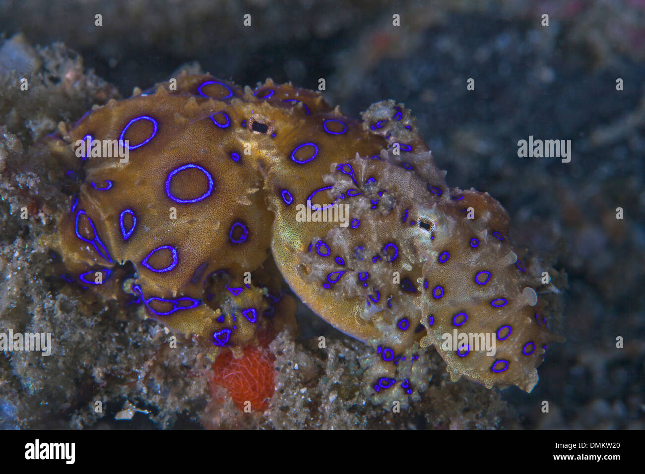 Chiudere l'immagine delle due blue-ring octopus (Hapalochlaena maculosa), bloccati insieme, accoppiamento. Stretto di Lembeh, Indonesia. Foto Stock