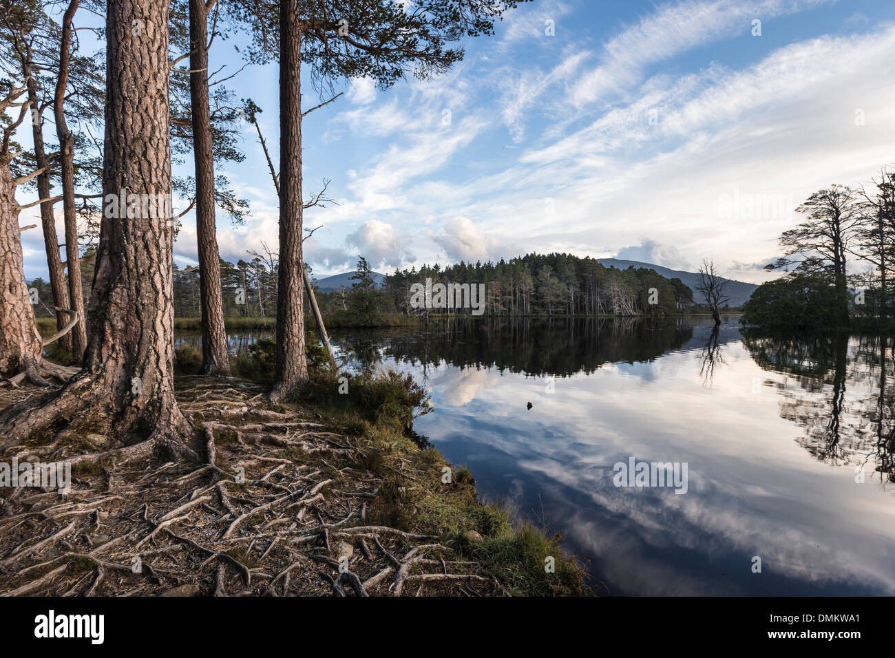 Alberi su Loch Mallachie in Scozia. Foto Stock