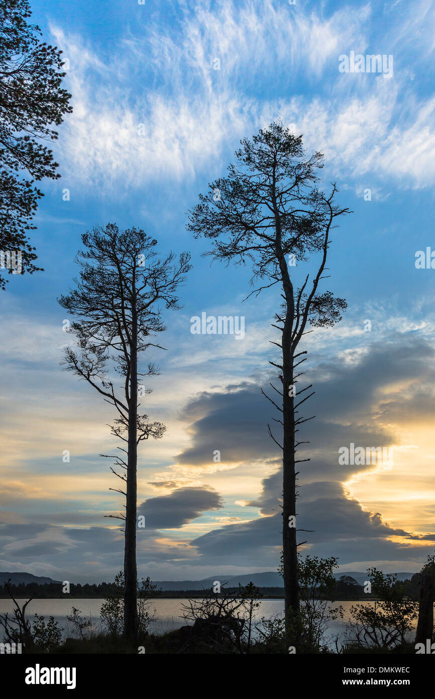 Alberi su Loch Mallachie in Scozia. Foto Stock