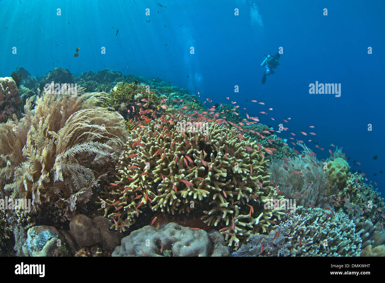 Scuba Diver si libra sulla barriera corallina con anthias pesci tropicali. Foto Stock