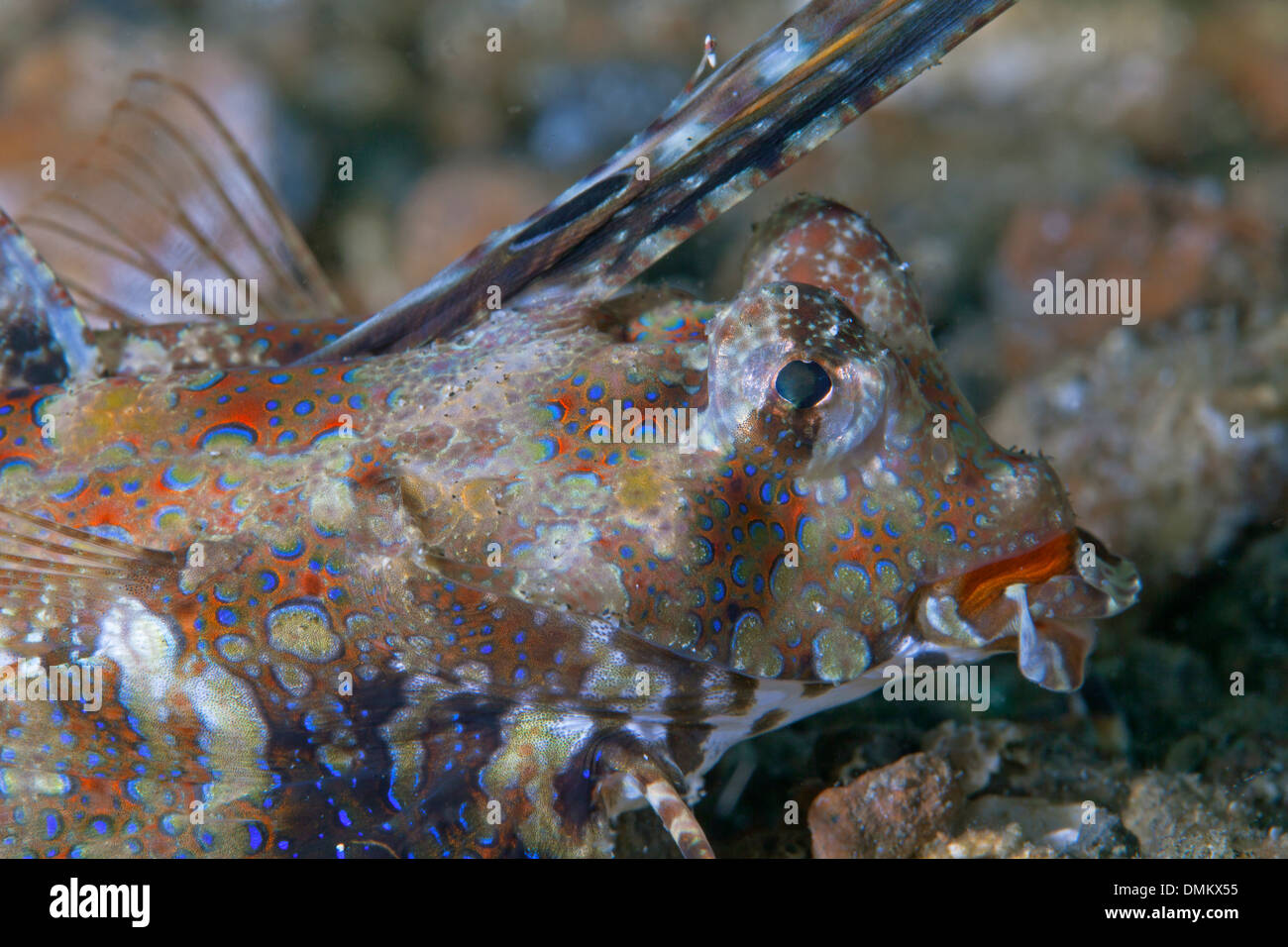 Chiudere l immagine del dragonet interdigitati (Dactylopus dactylopus). Stretto di Lembeh, Indonesia. Foto Stock